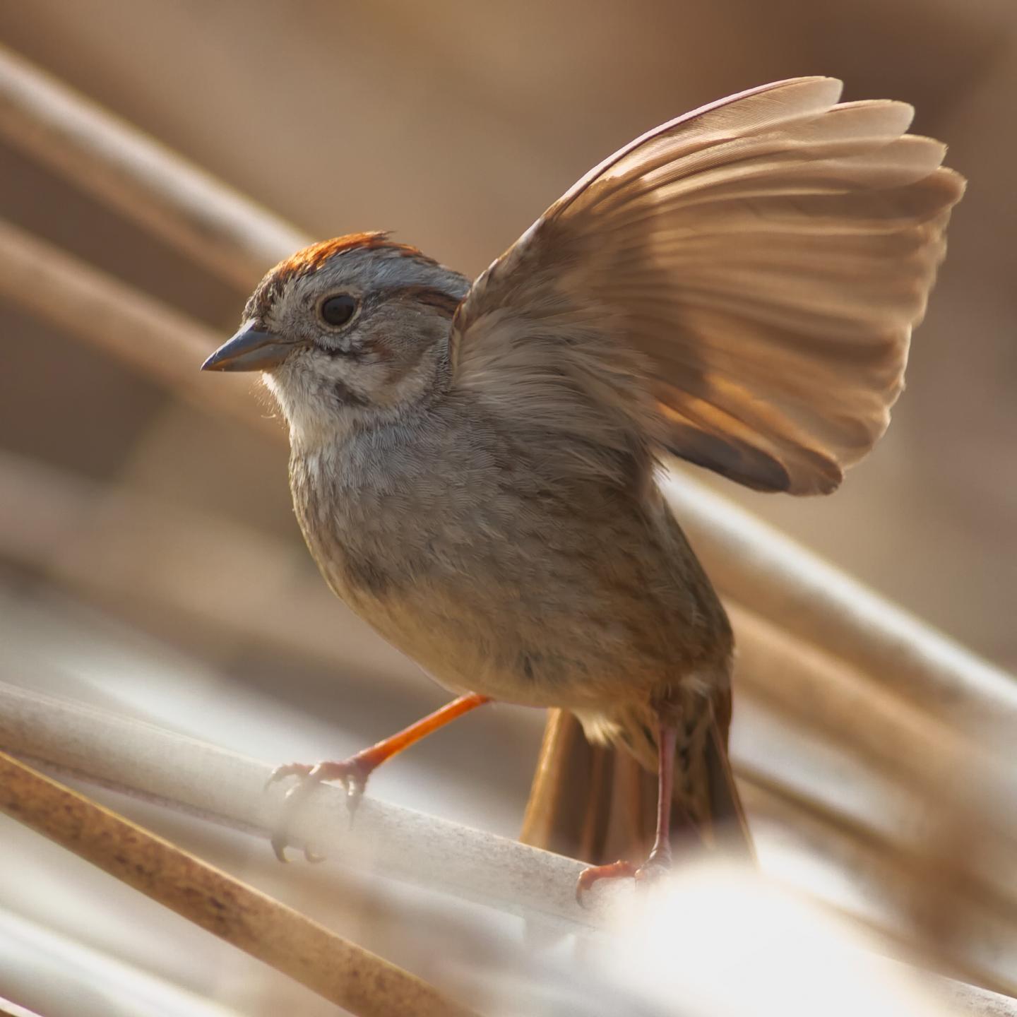 Similar How humans and sparrows make sense of sounds Science Codex